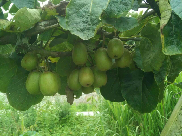 带您走进--萧县芭乐视频app在线进入免费黄色软件芭乐视频下载